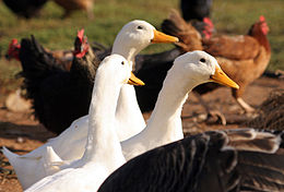 Poultry